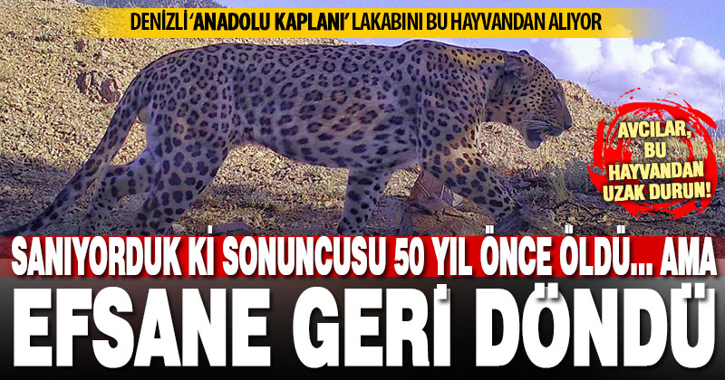Denizli’ye Anadolu Kaplanı lakabını veren Anadolu Leoparı, yeniden görüldü