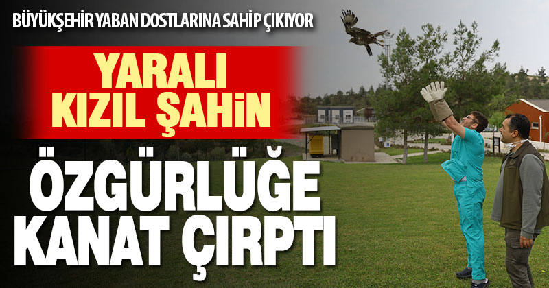 Büyükşehir yaban dostlarına sahip çıkıyor