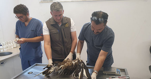 Tedavi edilen yılan kartalı, doğaya salındı