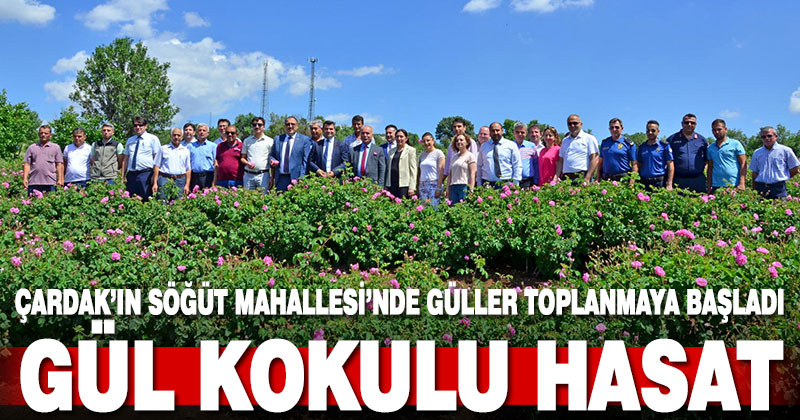 Çardak’ın Söğüt Mahallesi’nde güller toplanmaya başladı