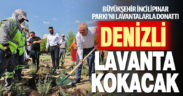 Büyükşehir İncilipınar Parkı’nı lavantalarla donattı
