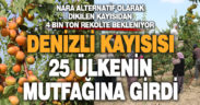 Denizli’de nara alternatif dikilen kayısıdan sezonda 4 bin ton rekolte bekleniyor