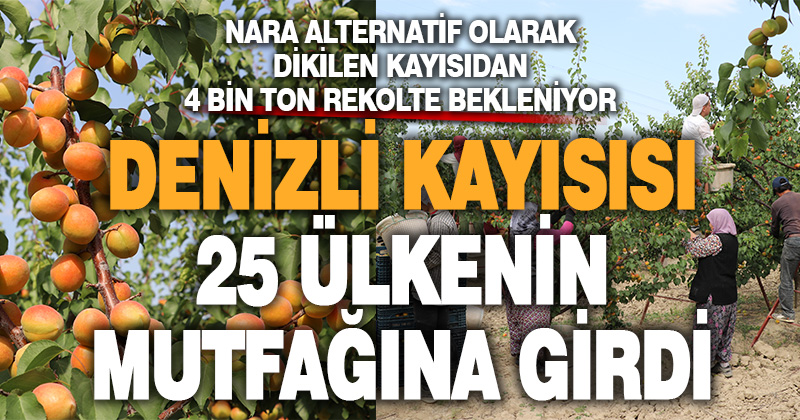 Denizli’de nara alternatif dikilen kayısıdan sezonda 4 bin ton rekolte bekleniyor