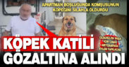 Komşunu tehdit edip tüfekle köpeğini öldürdü, gözaltına alındı