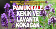 Pamukkale Belediyesi kekik ve lavanta festivali düzenliyor