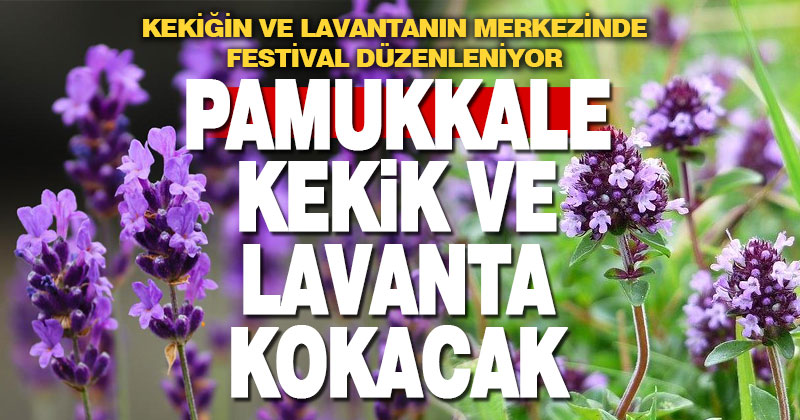 Pamukkale Belediyesi kekik ve lavanta festivali düzenliyor