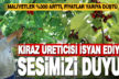 Honaz’da kiraz üreticileri isyan etti: Sesimizi duyun