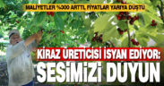 Honaz’da kiraz üreticileri isyan etti: Sesimizi duyun