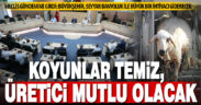 Büyükşehir, Küçükbaş hayvan yıkama makinesi ile üreticiye destek verecek