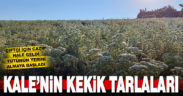 Kale’de kekik tarımı yaygınlaşıyor