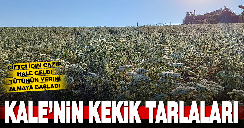 Kale’de kekik tarımı yaygınlaşıyor