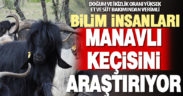 Denizli yöresindeki “Manavlı keçisi” bilimsel araştırmaya konu oldu
