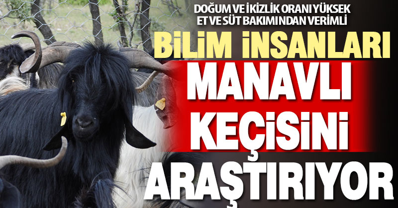 Denizli yöresindeki “Manavlı keçisi” bilimsel araştırmaya konu oldu