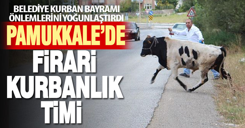 Pamukkale’de firari kurbanlık timi kuruldu