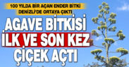 Denizli’de UNESCO’nun dünya mirası listesindeki agave bitkisi çiçek açtı
