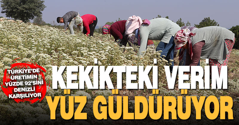 Tescilli Denizli kekiğinde hasat sürüyor