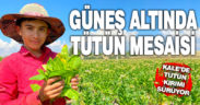 Güneş altında tütün mesaisi sürüyor