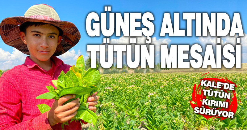 Güneş altında tütün mesaisi sürüyor