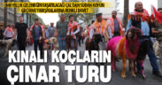 “Sudan Koyun Geçirme Yarışması” öncesi kınalı koçlar şehir turu attı