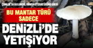 Denizli’de, Çamlık Mesireliğinde yeni bir mantar türü keşfedildi