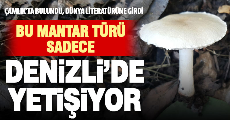 Denizli’de, Çamlık Mesireliğinde yeni bir mantar türü keşfedildi