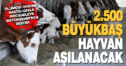 Ölümcül BVD/MD hastalığıyla mücadeleye Büyükşehir’den destek
