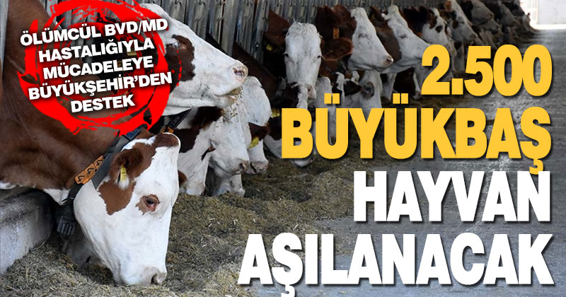 Ölümcül BVD/MD hastalığıyla mücadeleye Büyükşehir’den destek