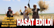 Denizli’de “nükleer tekniklerle” geliştirilen nohut çeşidinde ilk hasat yapıldı