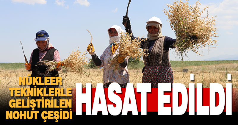 Denizli’de “nükleer tekniklerle” geliştirilen nohut çeşidinde ilk hasat yapıldı