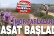 Denizli’de mor tarlalarda lavanta hasadı başladı