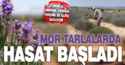 Denizli’de mor tarlalarda lavanta hasadı başladı