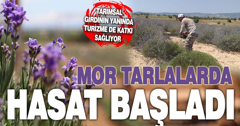 Denizli’de mor tarlalarda lavanta hasadı başladı