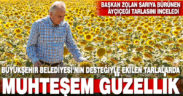 Büyükşehir destekleriyle ekilen tarlalar muhteşem bir güzelliğe kavuştu