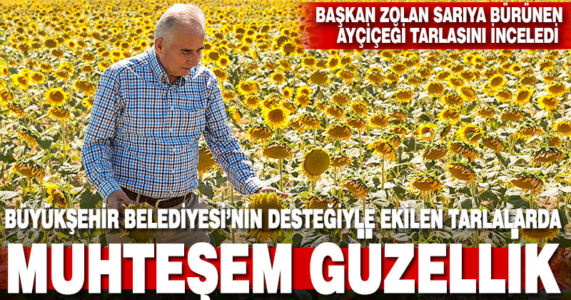 Büyükşehir destekleriyle ekilen tarlalar muhteşem bir güzelliğe kavuştu