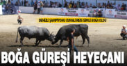 Denizli’de Boğa Güreşi Şampiyonası düzenlendi