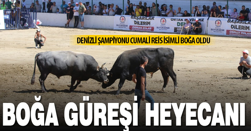 Denizli’de Boğa Güreşi Şampiyonası düzenlendi