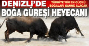 Boğa güreşi heyecanı Denizli’de