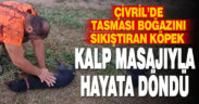 Nefessiz kalan köpeğini kalp masajıyla hayata döndürdü
