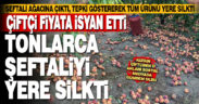 Çivrilli çiftçinin fiyat isyanı. Ağaca çıktı, şeftalilere yere silkti