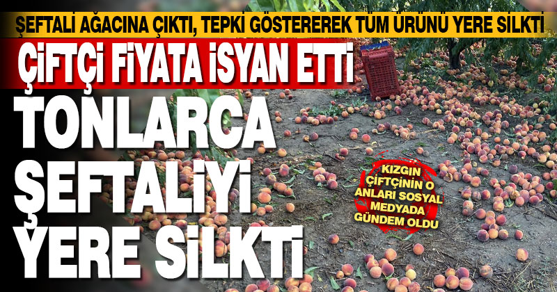 Çivrilli çiftçinin fiyat isyanı. Ağaca çıktı, şeftalilere yere silkti