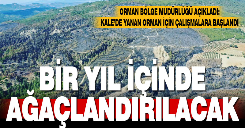 Denizli’de yanan ormanda ağaçlandırılma projelerine başlandı