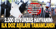 Büyükşehir ölümcül BVD/MD hastalığıyla mücadele ediyor
