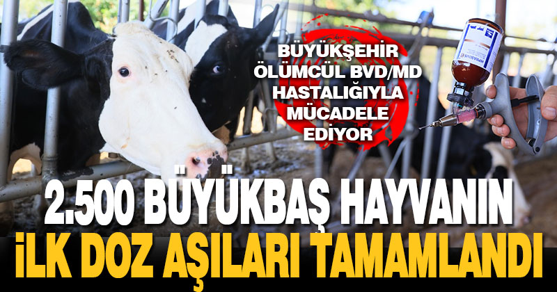Büyükşehir ölümcül BVD/MD hastalığıyla mücadele ediyor
