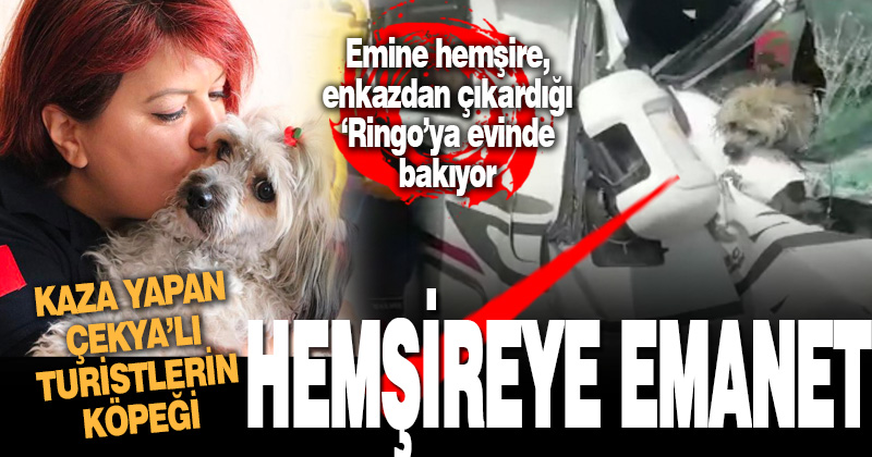 Denizli’de kaza yapan Çekyalı çiftin köpeği Emine hemşireye emanet