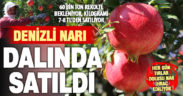 Denizli narı, dalında satıldı: Büyük bölümü ihraç ediliyor