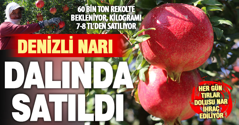Denizli narı, dalında satıldı: Büyük bölümü ihraç ediliyor