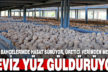 Ceviz bahçelerinde hasat başladı, üretici verimden memnun