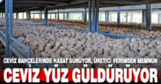 Ceviz bahçelerinde hasat başladı, üretici verimden memnun
