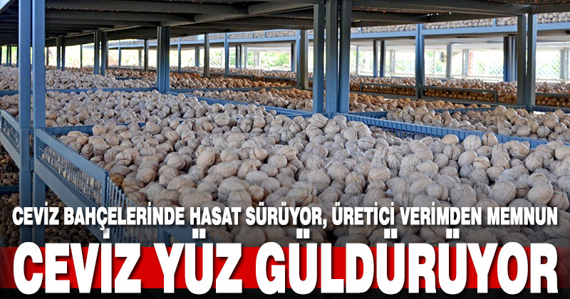 Ceviz bahçelerinde hasat başladı, üretici verimden memnun