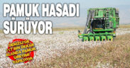 Sarayköy’de Beyaz Altın hasadı devam ediyor